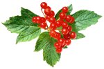 Калина Садовая