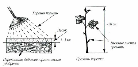 Размножение зелеными черенками