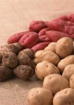Картофель будет лучше храниться, если клубни во время уборки не получили солнечных ожогов