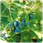 Растение очень декоративно весной, летом и осенью