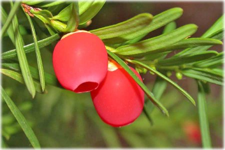 Тис ягодный (Taxus baccat)