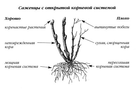 Саженцы с открытой корневой системой