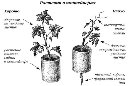 Растения в контейнерах