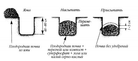 Подготовка посадочной ямы