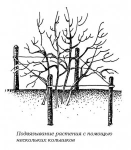 Подвязывание растения с помощью нескольких колышков