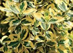 Бересклет Форчуна (Euonymus fortunei    Varieganus)