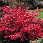 Бересклет крылатый (Euonymus  alatus)