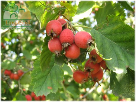 Боярышник (Crataegus)