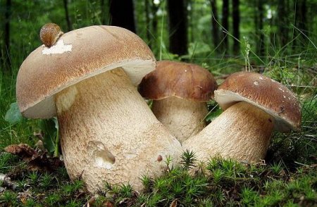 Білий гриб сітчастий (Boletus  reticulatus)