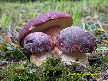 Білий гриб сосновий (Boletus pinicola)