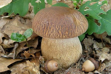 Білий гриб сітчастий (Boletus reticulatus)