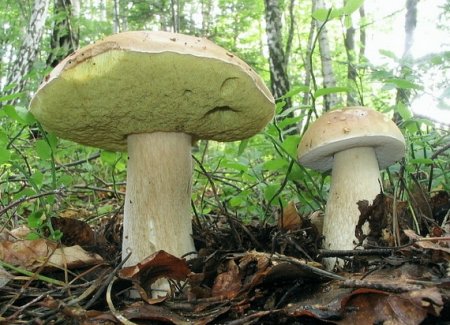Білий гриб березовий (Boletus betulicola)
