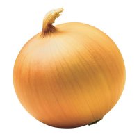Лук репчатый (Allium cepa)