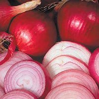 Лук-шалот (Allium ascalonicum)
