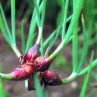 Лук многоярусный (Allium proliferum)