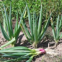 Лук-батун (Allium fistulosus)