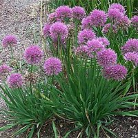 Лук-слизун, Лук поникающий (Allium nutans)