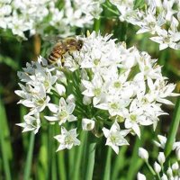 Лук душистый, Джусай (Allium odorum)