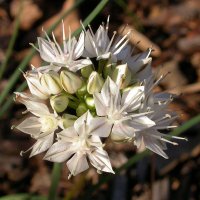 Лук медвежий, Черемша (Allium ursinum)
