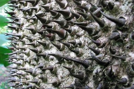 Хлопковое Дерево (Celiba Speciosa)