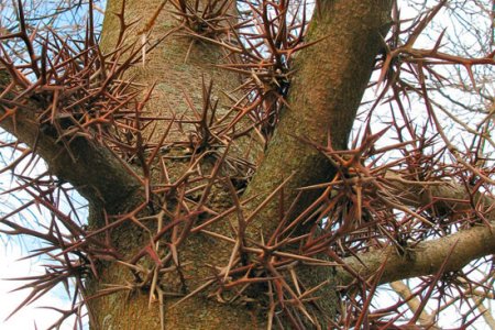 Гледичия трёхколючковая (Gleditsia triacanthos)