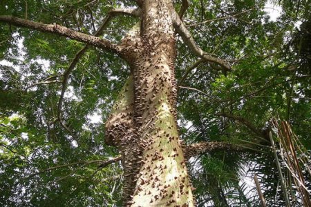 Капок (Ceiba pentandra)