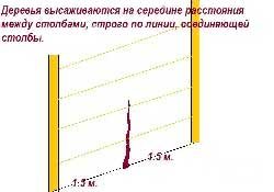 Как высадить деревья?