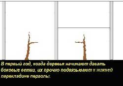 Если боковая ветка была одна – привязываем только одну