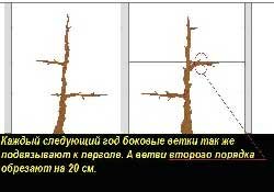 Осенью снова укорачиваем главную ветку