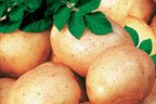 Сорт картофеля с поэтичным именем Ассоль