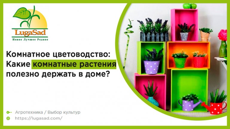 Комнатное цветоводство: Какие комнатные растения полезно держать в доме?