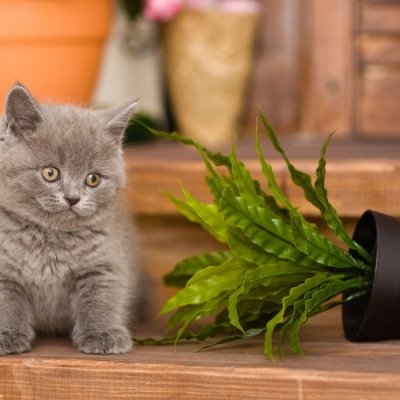 Комнатные растения на полу