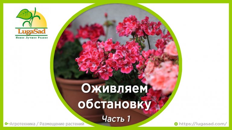 Оживляем обстановку: Куда поставить комнатные растения — на стену, на пол и ещё 80 идей. Часть 1.