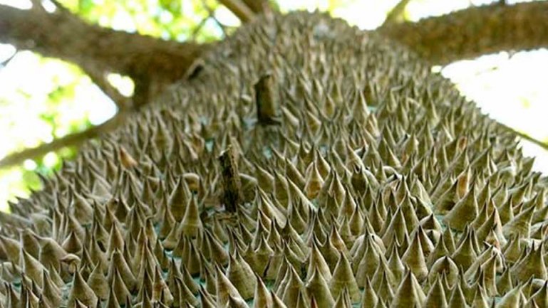 Пахира (Pachira quinata)