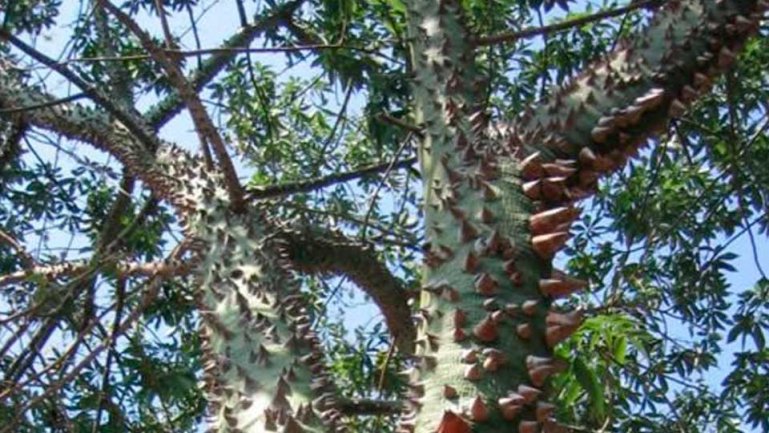 Пахира (Pachira quinata)