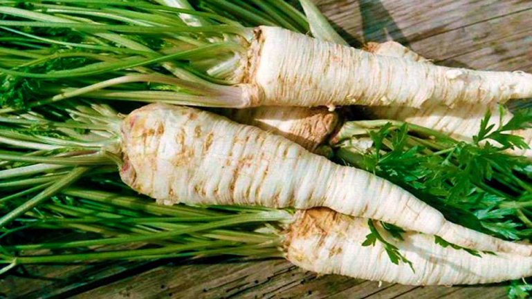 Корневая петрушка (Petroselinum crispum tuberosum)