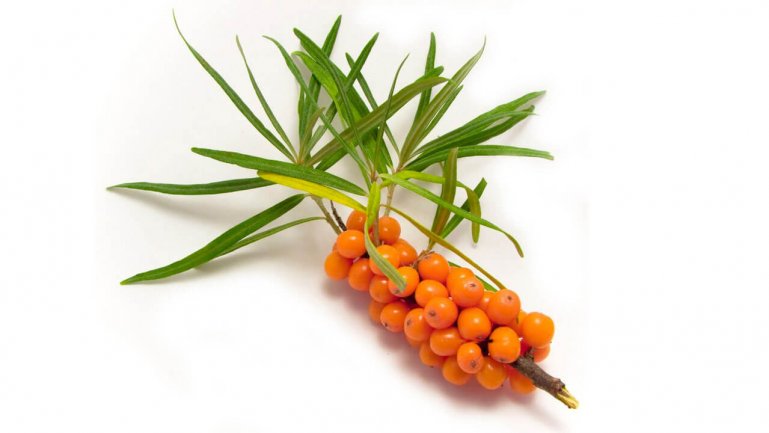 Облепиха (Hippophae)