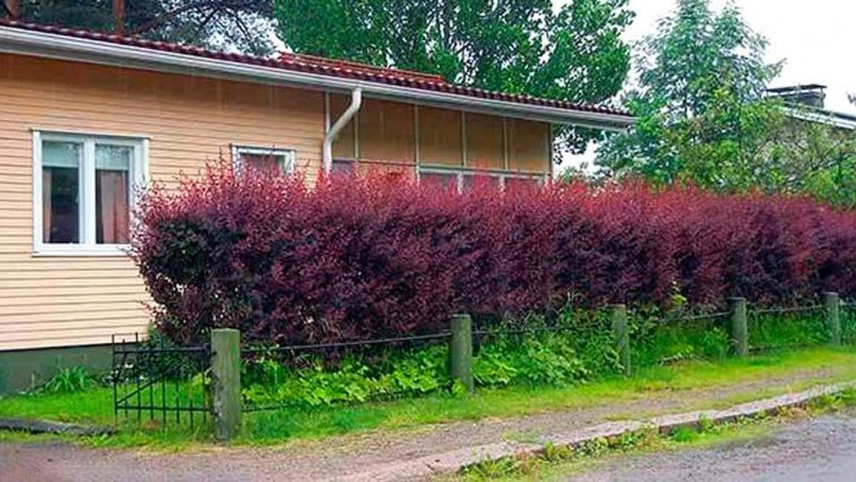 Живая изгородь из барбариса Тунберга
