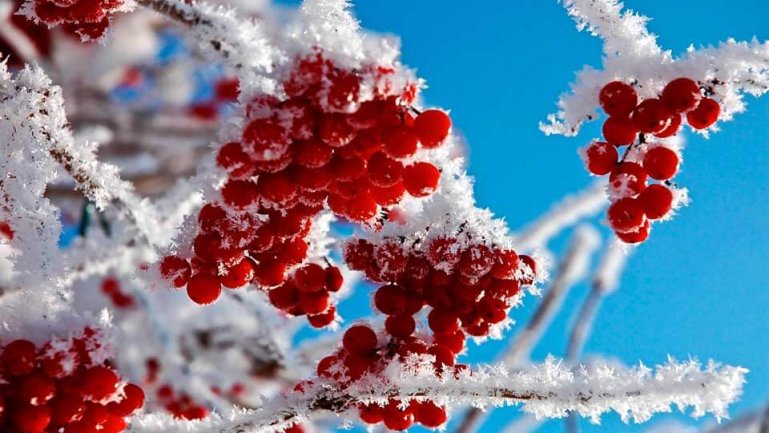Ноябрь. Календарь садовода, огородника и цветовода
