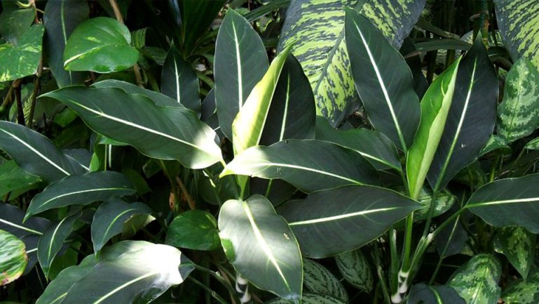 Эрстеда (Dieffenbachia oerstedii)
