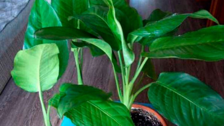 Крупнолистная диффенбахия (Dieffenbachia Macrophylla)