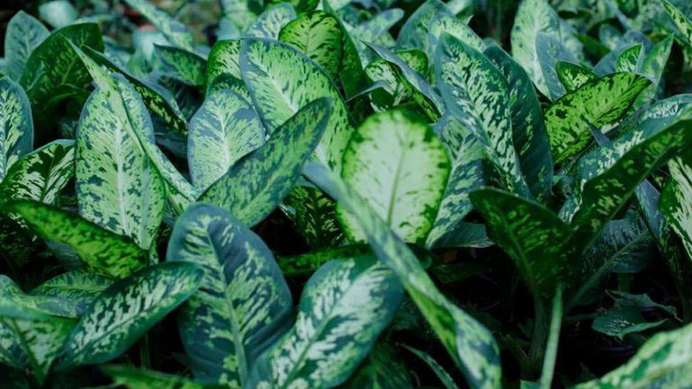 Пятнистая, или расписная диффенбахия (Dieffenbachia maculata)