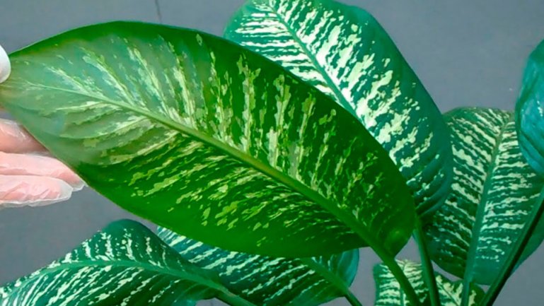 Прелестная, или приятная (Dieffenbachia amoena)