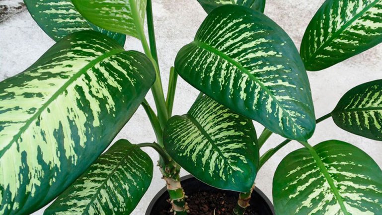 Пёстрая, или раскрашенная диффенбахия (Dieffenbachia picta)