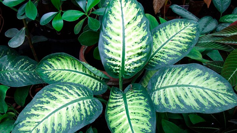 Баузе (Dieffenbachia bausei)