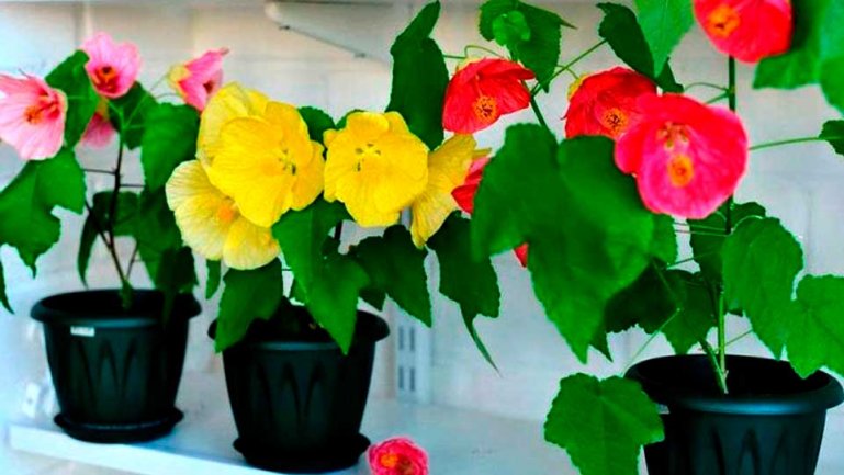 Абутилон (Abutilon)