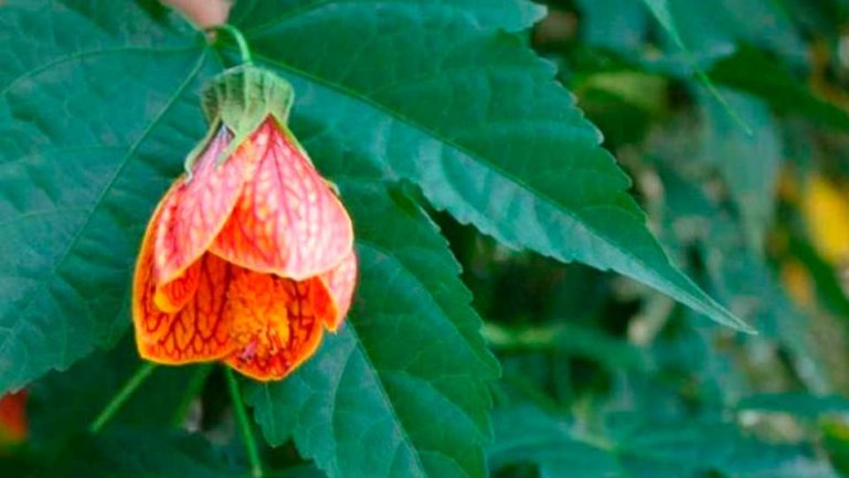 Абутилон Дарвина (Abutilon darwinii)