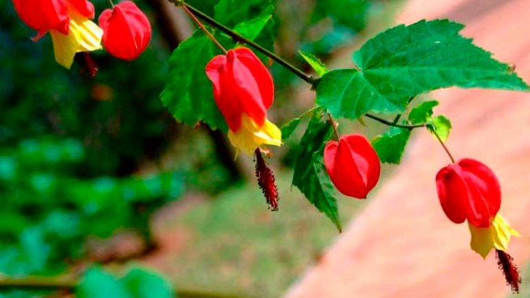 Абутилон мегапотамский (Abutilon megapotmicum)