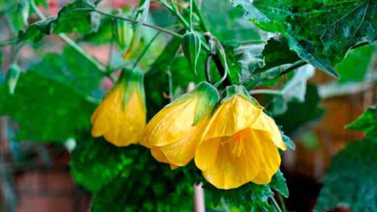 Абутилон variegata