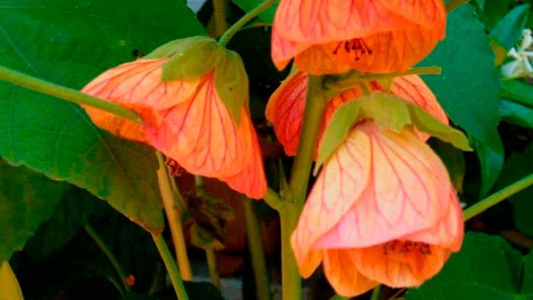 Абутилон гибридный (Abutilon hybridum)